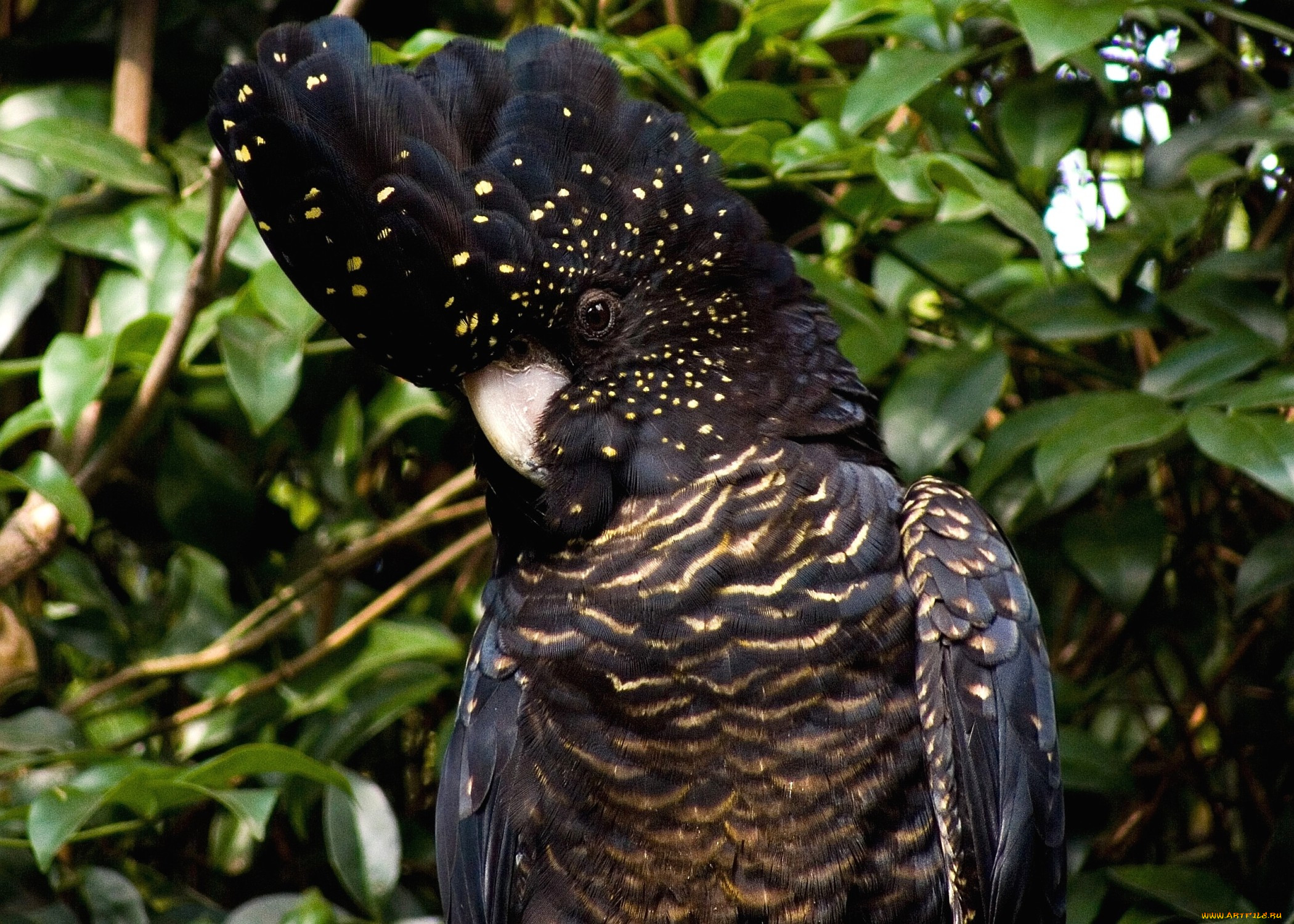 Черный попугай. Черный краснохвостый Какаду. Черный пальмовый Какаду. Попугай Какаду черный. Черный Какаду Бэнкса.